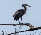 2016 06 11 WildLife MPLS 026